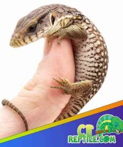 Savannah Monitor