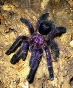 purple pink toe tarantula