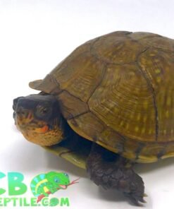 3 Toed Box Turtle