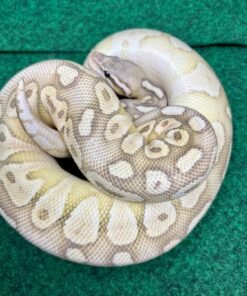 butter pastel lesser exact male