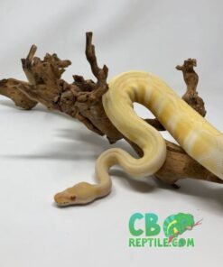 Albino Enchi ball python for sale