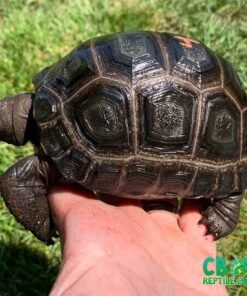 Aldabra tortoise for sale