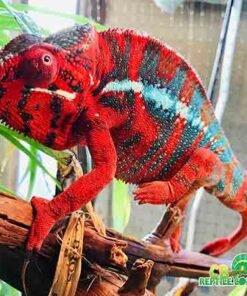 Ambilobe Panther Chameleon