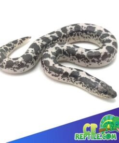 Anery Kenyan Sand Boa