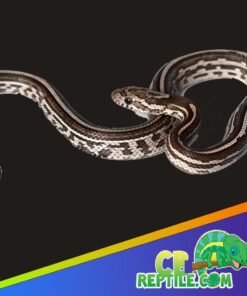 Anery Tessera Corn Snake