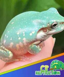 Australian Blue Snowflake Dumpy Tree Frogs