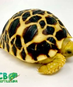 Burmese Star Tortoise