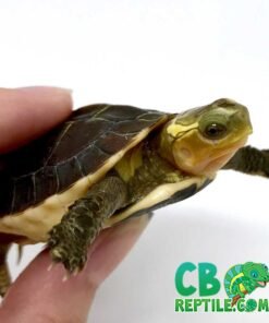 Chinese Box Turtle for sale