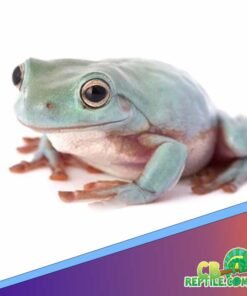 Dumpy Tree Frog for sale
