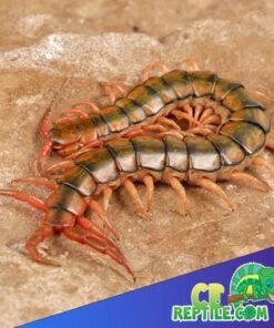 Egyptian Rainbow Centipede