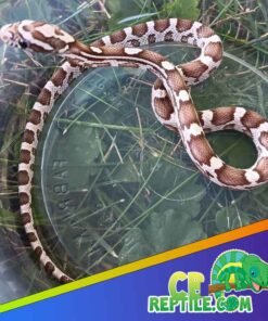 Ghost Corn Snake for sale