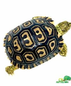 Giant South African Leopard tortoise