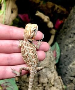 silkie bearded dragon