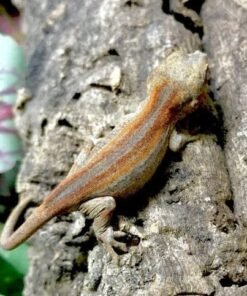 orange and red stripe gargoyle gecko