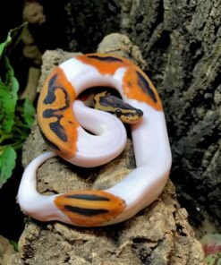 Pied Ball Python