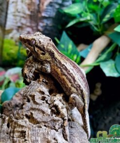 Striped Gargoyle gecko for sale