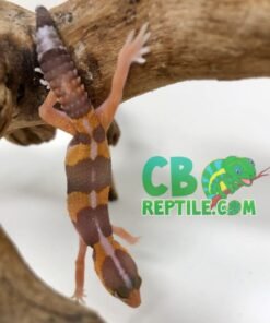 Striped Albino African Fat Tailed Gecko