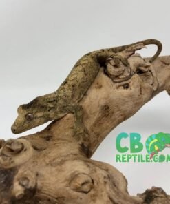 Mainland Chahoua gecko for sale