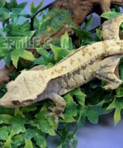 Extreme Harlequin Crested gecko for sale