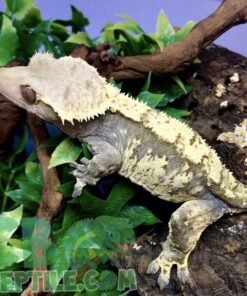 Harlequin Crested gecko for sale