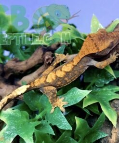 Orange Tiger Flame Crested gecko for sale