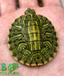 Ornate Slider turtle