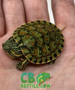 Peacock Slider turtle