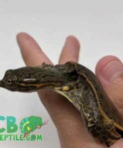 Leopard Softshell turtle