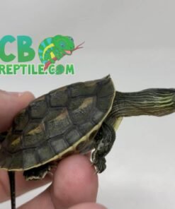 Chinese Golden Thread Turtle for sale