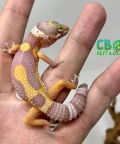 Aptor Leopard gecko