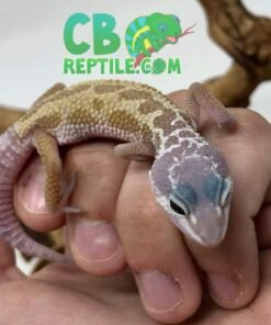 Leucistic Leopard gecko