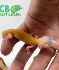 Raptor Leopard gecko