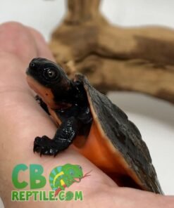 Pink Belly snapping turtle