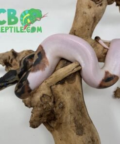 High White Pied Ball Python