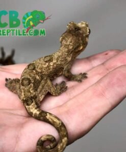 Pine Island Chahoua gecko female 1