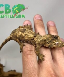 Pine Island Chahoua gecko