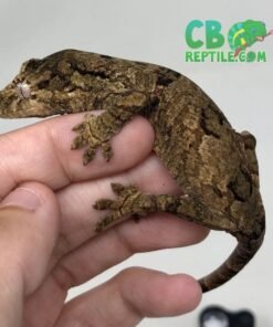 Pine Island Chahoua gecko