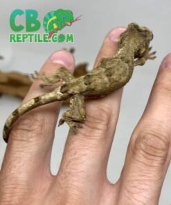 pine island Chahoua gecko male