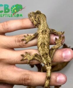Pine Island Chahoua gecko