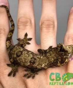 Pine Island Chahoua gecko for sale