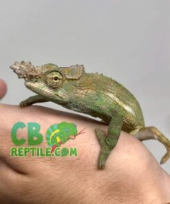 Dwarf Fischer’s Chameleon for sale