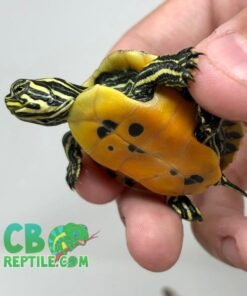 Red Bellied slider turtle