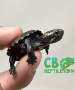 Common Mud turtle for sale