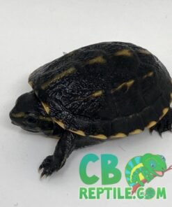 Three striped mud turtle for sale