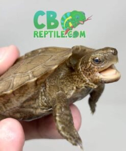 Giant Leaf Turtle for sale