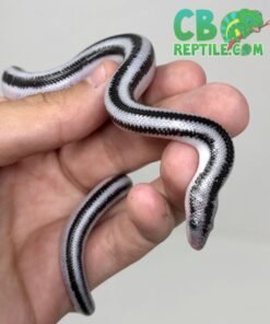 Anerythristic rosy boa