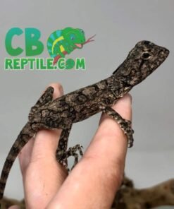 frilled dragon for sale