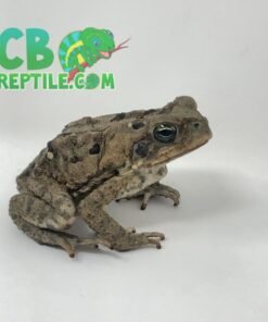 Marine Toad aka Cane for sale