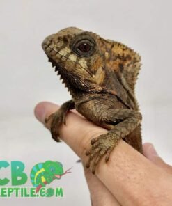 Helmeted Iguana for sale