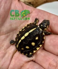 Gulf Coast Box Turtle for sale